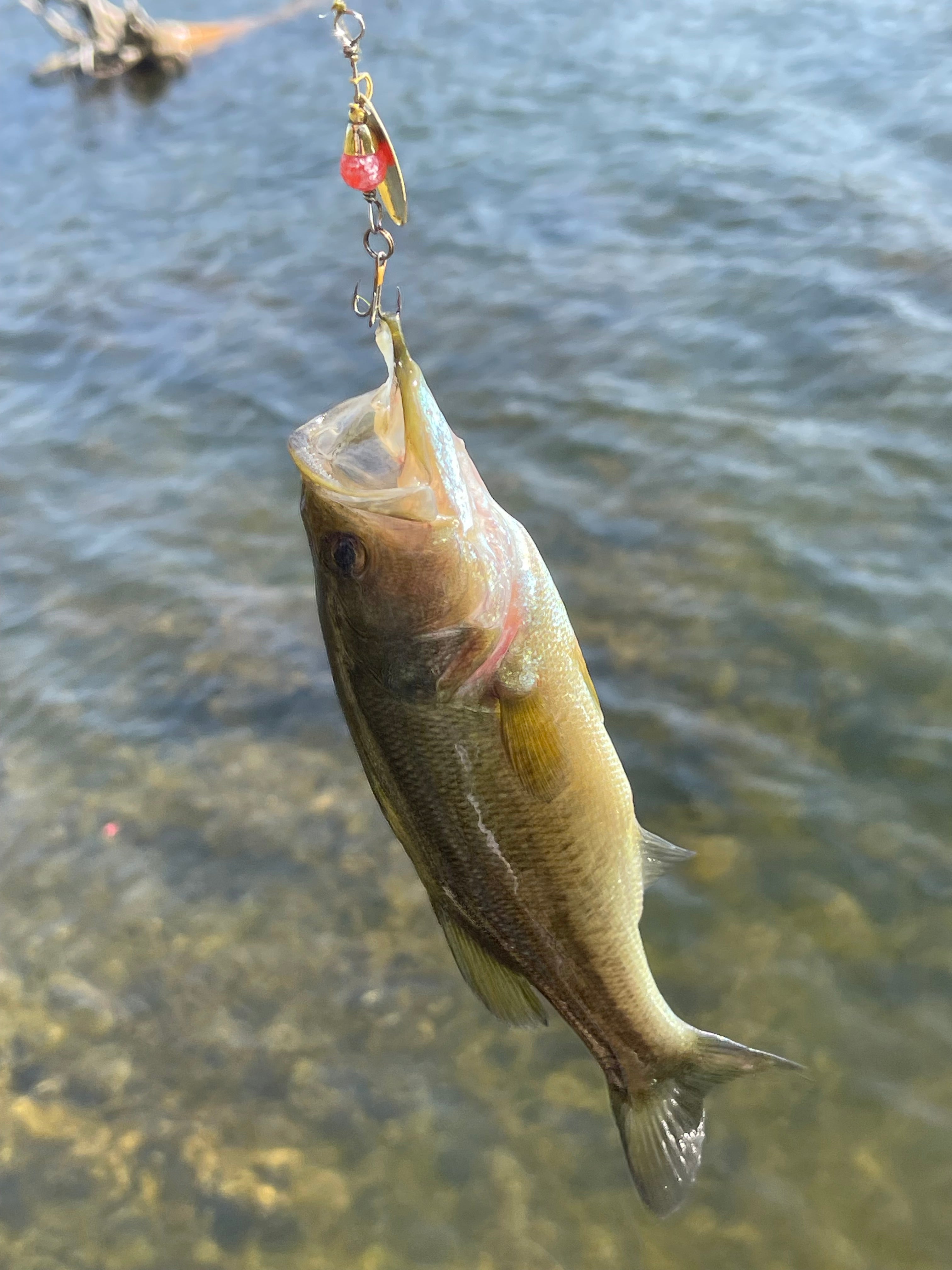 The Flying Salmon Egg