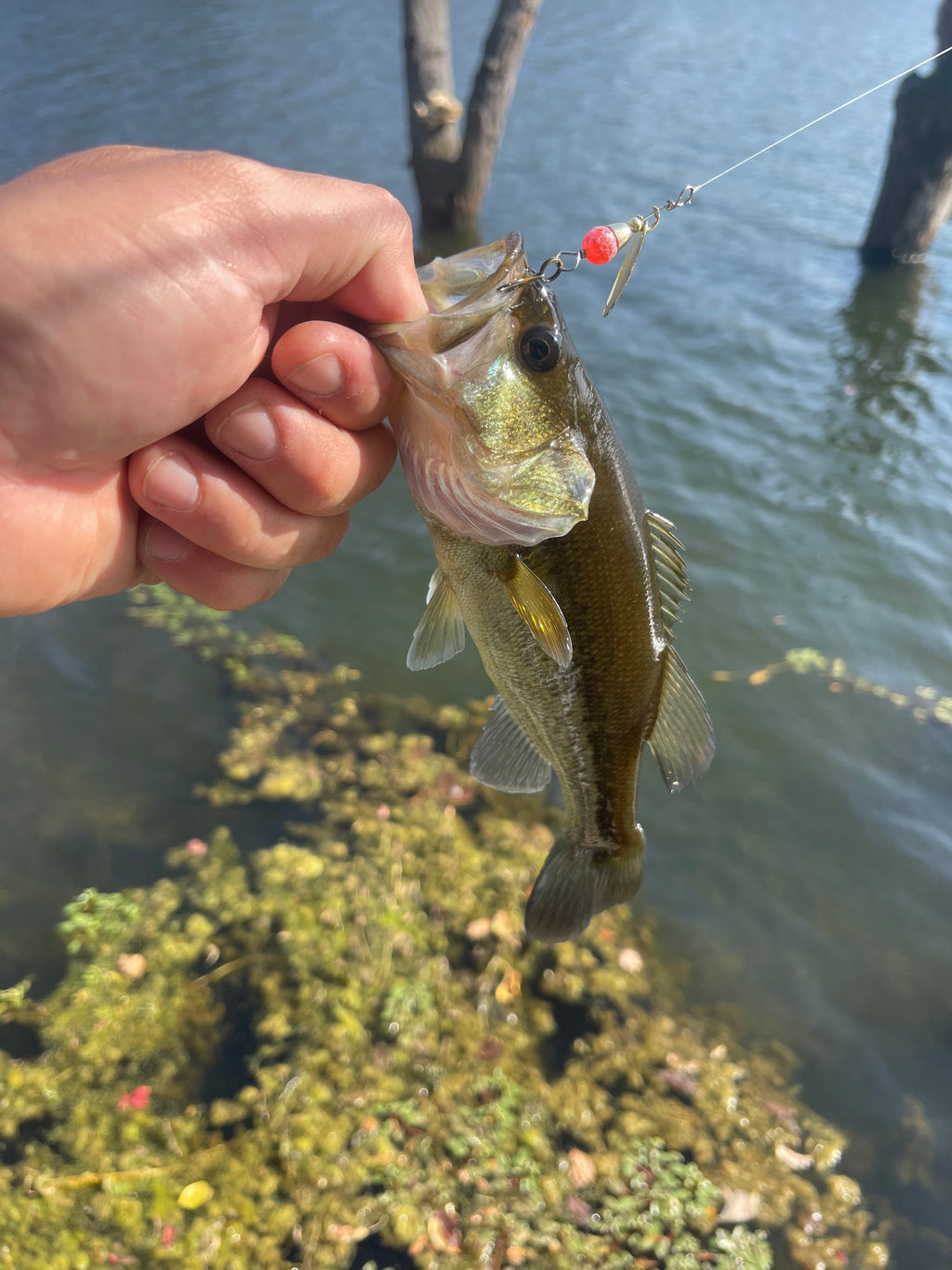 The Flying Salmon Egg