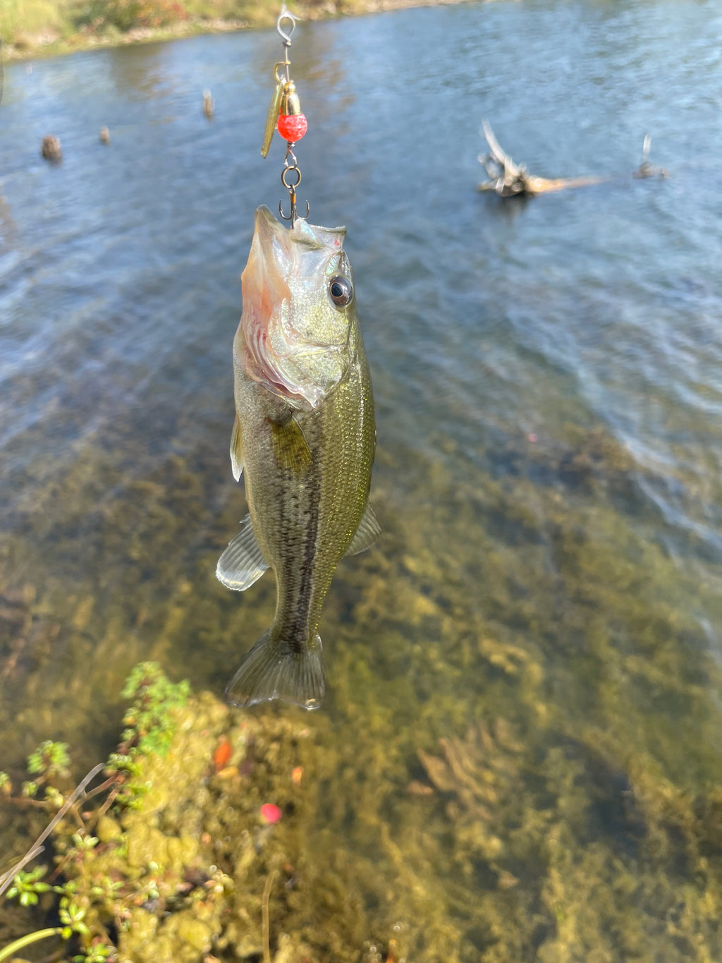 The Flying Salmon Egg